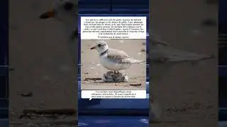 Les Pluviers Siffleurs  De Petits Oiseaux Fragiles Des Plages