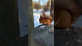 My little fluffy friends, Ep. 14 #squirrels