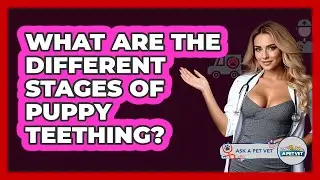 What Are The Different Stages Of Puppy Teething? - Ask A Pet Vet