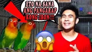 BACK TO BACK POSSIBLE SPLIT PALE FALLOW | TIPS PARA MABILIS MAG PARES ANG IBON | TIPS PARA MAG BREED