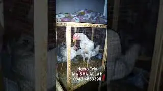 Heera Trio Male Shamo Cross MA SHA ALLAH Quality Birds
