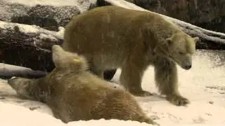 Polar Bears Playing in Snow - Cincinnati Zoo