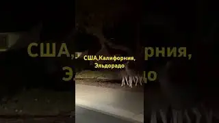 США,Калифорния,Эльдорадо,а где то это просто мясо