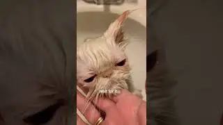 Amazing Cat Transformation 🐱✨ | Feline Magic at Its Best #shorts  #cat #funnyanimals  #shortsfunny