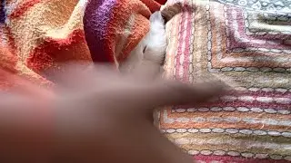 Indian vehic