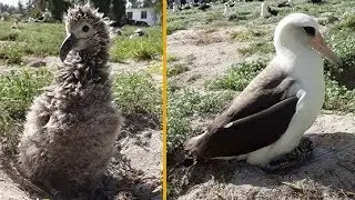 WORLD'S OLDEST WILD BIRD HATCHES CHICK