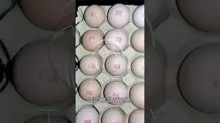 Egg Expiry Date Coding Marking Machine | Egg Printer