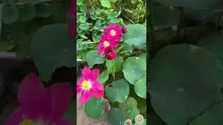 Red Lotus Flower 🌺 | Symbol of Beauty, Purity & Spiritual Awakening #ytshorts #lotus #flowers #yt
