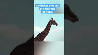 How is the age of a giraffe determined? #shorts #animals