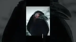 Nevermore crows attack #edit #horror #wednesday #netflix #addamsfamily