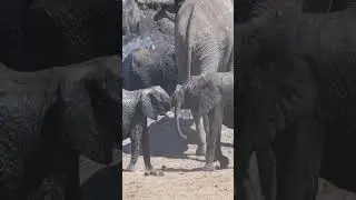 Scientists are Using AI to Understand Animal Communication!