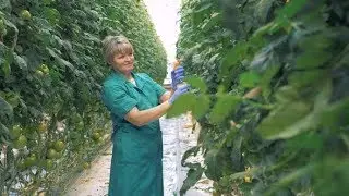 Greenery Worker Is Spraying Tomato Seedlings | Stock Footage - Videohive