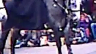 Horse Takes Pee @ Santa Claus Parade 2011