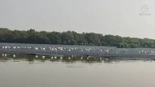 In pursuit of Flamingo - Mumbai backwaters