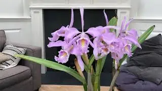 Cattleya maxima ‘Tall’ bloom