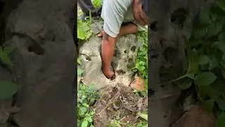 Discovery of a rare bird's nest in the forest #birds #shortvideo #shortsfeed #shorts #viralvideo