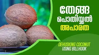 Dehusking a Coconut Using Billhook