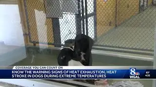 As the summer heat continues, it's important to keep an eye on your pet