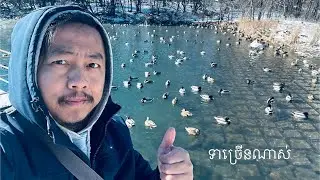 So many ducks | Veteran Memorial, Shakopee, MN | ទាច្រើនណាស់នៅលើទឹកកក 