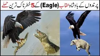 Eagle, the King of Birds, A Great Hunter | Asif Ali TV