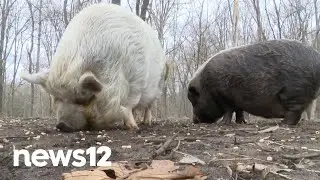 ‘They got closer since that night.’ Owner praises pigs in New Milford bear battle | News 12