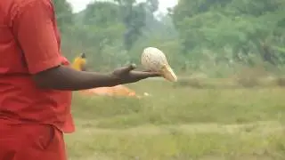 Under ground water divining using coconut