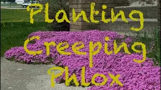 Planting bare root Creeping phlox