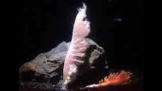 ウミエラ　Sea pen　新江ノ島水族館　Enosima　Aquarium