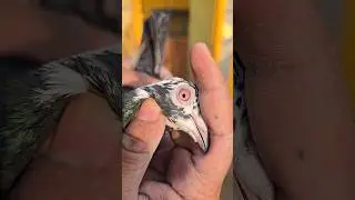 Kali anari madrasi maadin FOR SALE #pigeon #pigoen #bird #kabootar #birdspecies #kabutar #pigeonlove