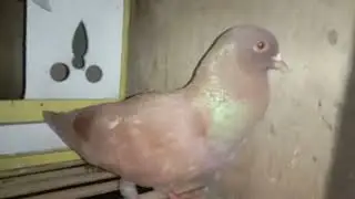 Masteran Burung Merpati