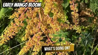 Mango Trees Blooming Early in Florida? What’s Really Going On (Spray or Not?)