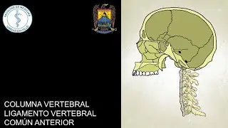 COLUMNA VERTEBRAL I: LIGAMENTO VERTEBRAL COM&Uacute;N ANTERIOR