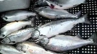 Pacific Rim Fishing