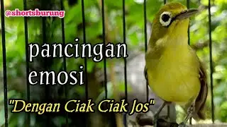 MASTERAN KECIAL KUNING LOMBA SUARA CIAK CIAK JOSS || TERAPI KECIAL KUNING MALAS BUNYI