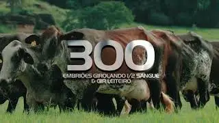 VT 1&deg; LEIL&Atilde;O DE EMBRI&Otilde;ES MARCA BEY