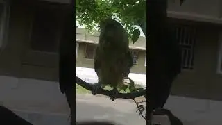 my pattu siting for tree 🤣🤣