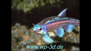 Regenbogenelritzen, Fische f&uuml;rs Kaltwasseraquarium, Schwarmfisch f&uuml;r Gartenteich & Aquarium