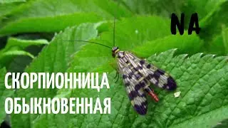 Скорпионница обыкновенная (Panorpa communis)