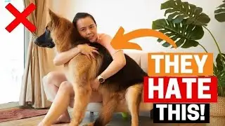 12 Things German Shepherds  Hate that You Should Avoid!!