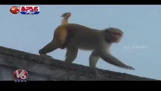 Monkeys Control Drive Starts In Nirmal | Teenmaar News | V6 News