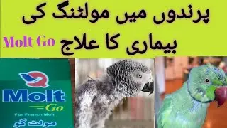 What is Molting in birds | Molting issue and treatment | Molting care at home in Urdu