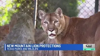 Parks and Wildlife Commission approves new rules aimed at protecting mountain lions