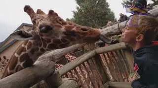 Funny KIDS vs ZOO ANIMALS