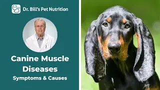 Canine Muscle Diseases | Symptoms & Causes | Dr. Bill's Pet Nutrition