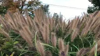 Pennisetum &lsquo;Red Head&rsquo; Ornamental Grass | Garden Crossings