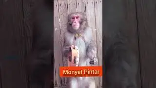 Video Lucu Bikin Ngakak Monyet Penurut 😂😂😂#shorts