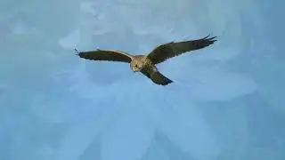 Bijzondere ontmoetingen in de natuur van Midden-Delfland