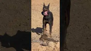 Working Manchester Terrier #ratting #verminhunting #huntingdog #workingdog #ratterrier