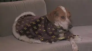 Queen Barkus 2025 to lead the 32nd annual parade this Sunday
