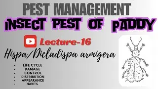 Hispa armigera | Dicladispa armigera | Rice Beetle | Dhan ka Hispa | Rice Hispa .